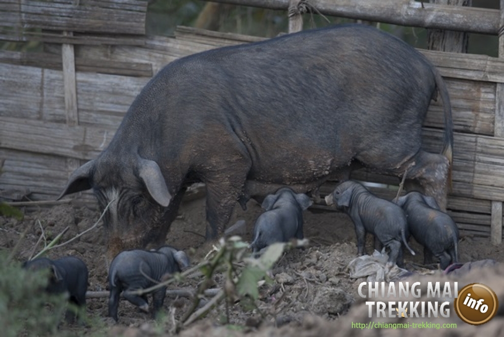 3-days/2-nights Trekking Tour | Chiang Mai Trekking | Le meilleur trekking &agrave; Chiang Mai avec Piroon Nantaya